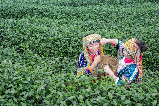 Free photo agriculture of hilltribe women