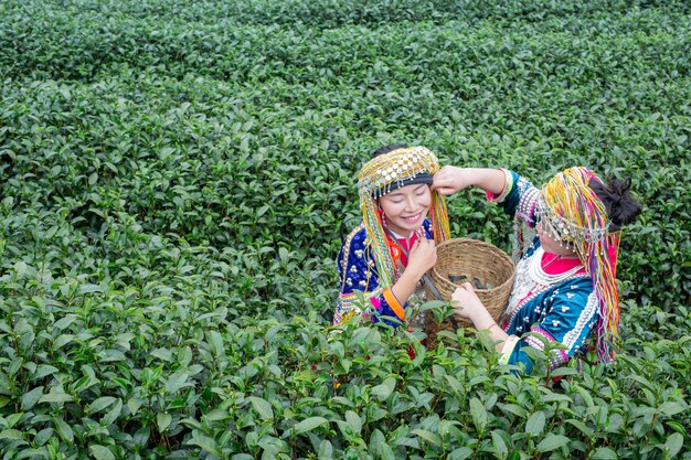 Agriculture of hilltribe women 