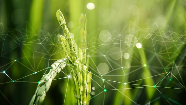 Сельское хозяйство IoT с фоном рисового поля