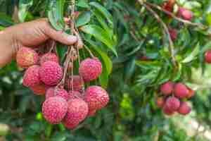 Free photo agriculture of lychee fruit in thailand