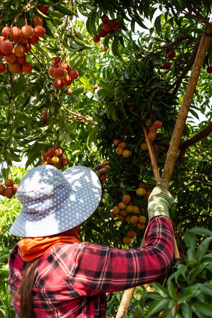 agriculture of lychee fruit in thailand