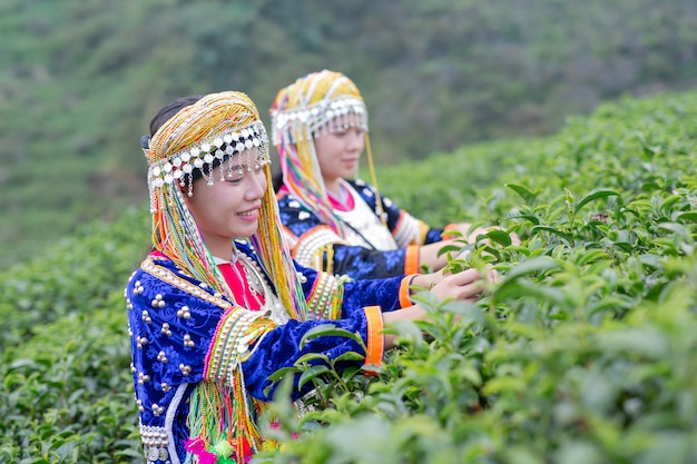 무료 사진 고산족 여성 농업