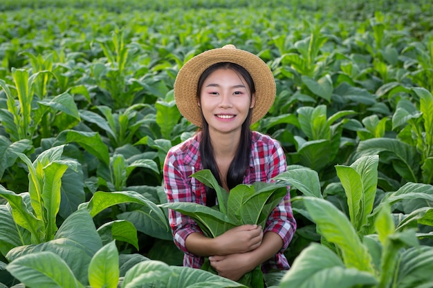 Agriculturist woman looks tobacco in the field.