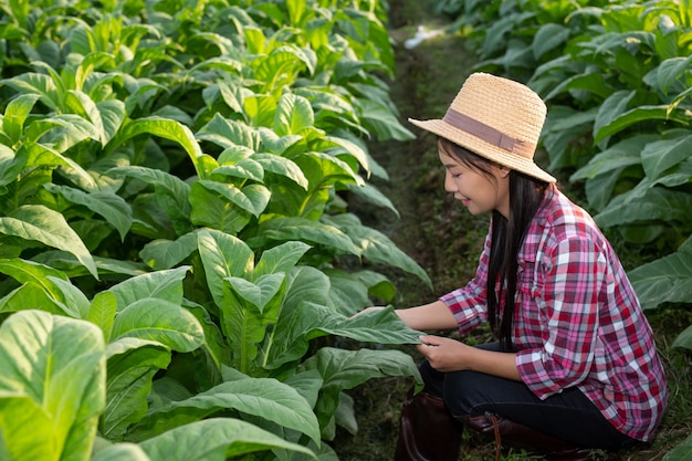 Agriculturist woman looks tobacco in the field.
