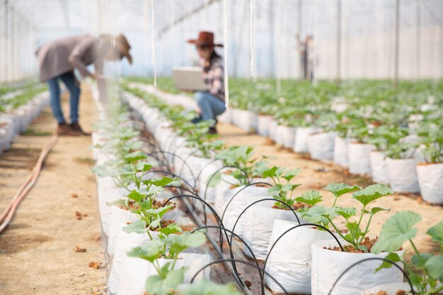 農学者は農場で成長しているメロンの実生、農家および研究者を植物の分析で調べます。