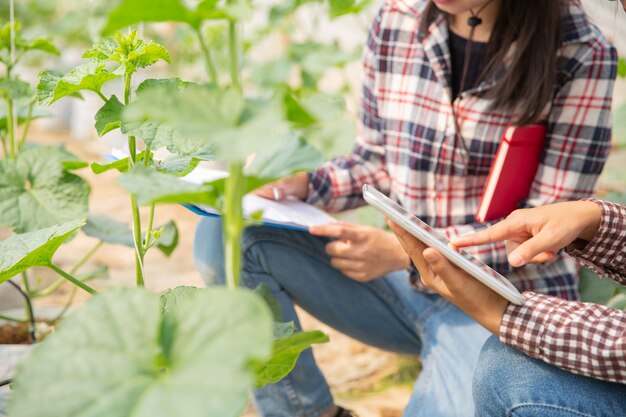 The agronomist examines the growing melon seedlings on the farm, farmers and researchers in the analysis of the plant. 