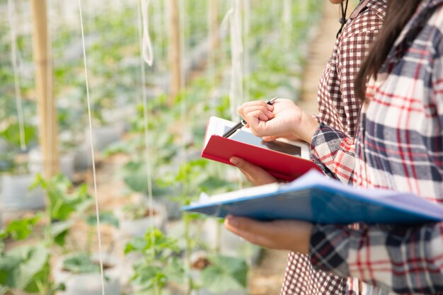 農学者は農場で成長しているメロンの実生、農家および研究者を植物の分析で調べます。