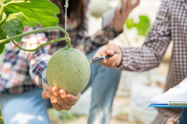 農学者は農場で成長しているメロンの実生、農家および研究者を植物の分析で調べます。