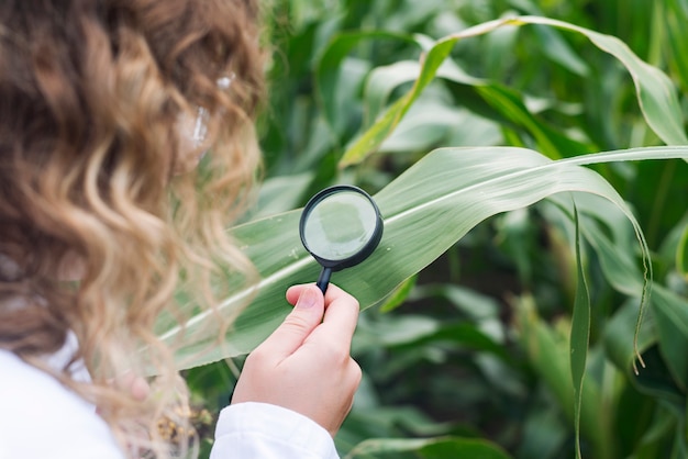 Foto gratuita esperto agronomo esaminando foglia di mais alla ricerca di indicatore di malattia