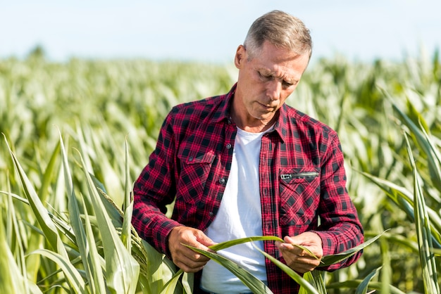 Foto gratuita agronomo che controlla una vista media della foglia del mais