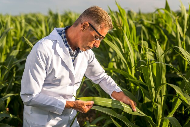 Agronomist looking at a maize leaf