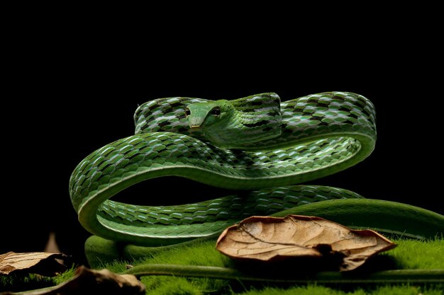 Ahaitulla prasina snake closeup on black background animal closeup Asian vine front view