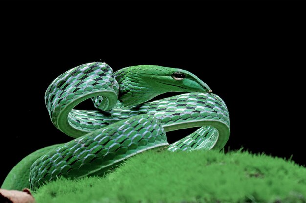 Ahaitulla prasina snake closeup on black background animal closeup Asian vine front view