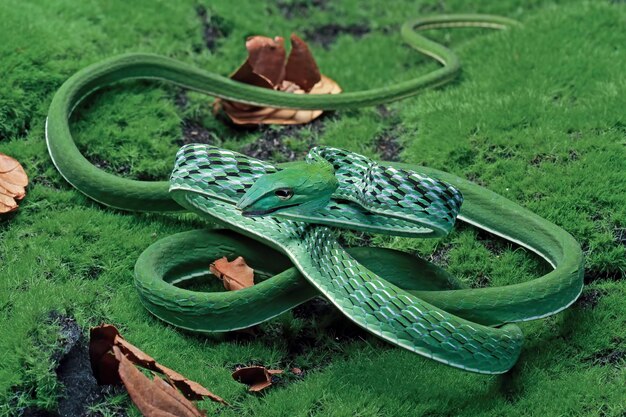 Ahaitulla prasina snake closeup on moss animal closeup Asian vine back view