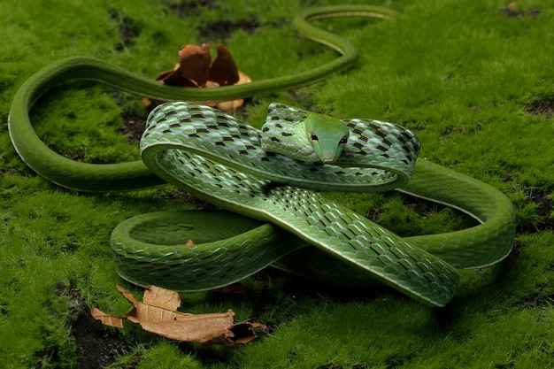 Ahaitulla prasina snake closeup on moss animal closeup Asian vine front view