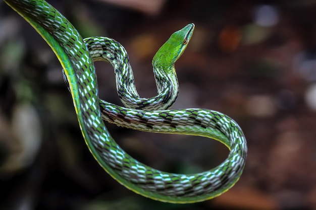 Крупный план змеи Ahaitulla prasina на естественном фоне животных крупным планом Азиатская лоза вид спереди