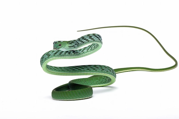 Ahaitulla prasina змея крупным планом на белом фоне животное крупным планом азиатская лоза вид спереди