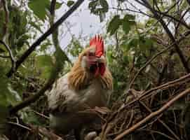 Foto gratuita immagine di pollo generata da ai