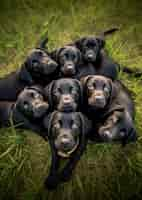 Free photo ai generated labrador retriever dog picture