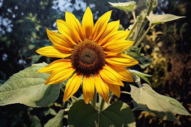 Foto gratuita ai girasoli generati