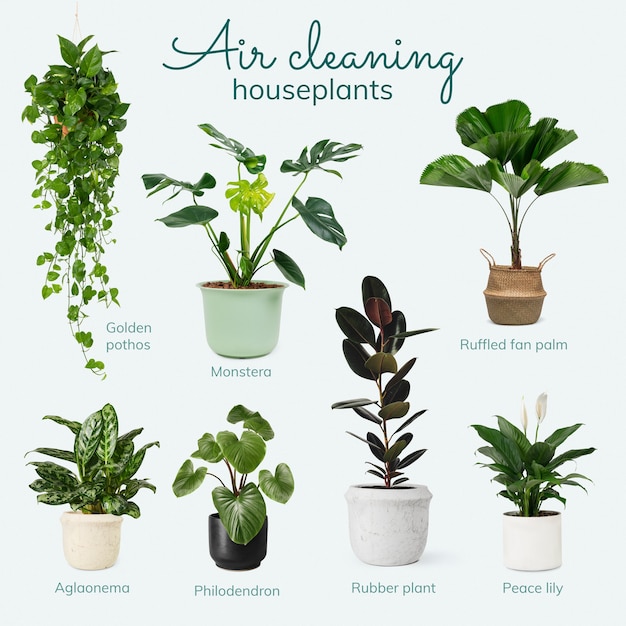 Free photo air cleaning houseplants for your bedroom