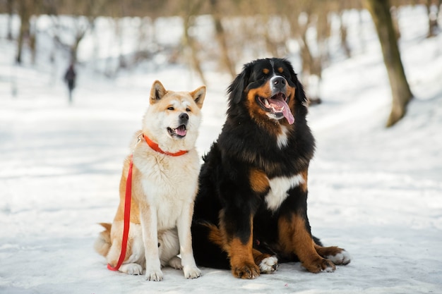 겨울 공원에서 아키타 이누 개와 Bernese 산 개가 나란히 앉아