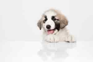 무료 사진 alabai-중앙 아시아 양치기 강아지 서. 흰 벽에 초상화입니다. 젊고 예쁜 강아지, 애완 동물 사랑 개념.