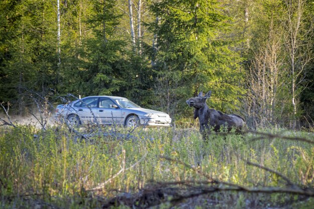 Лось Alces гуляет по траве поля