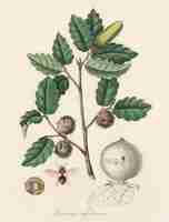 Free photo aleppo oak (luercus infectoria) illustration from medical botany (1836)