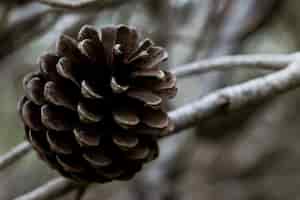 Free photo aleppo pine cone, open and having released all its seeds