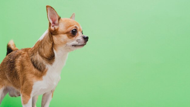 Alerted dog on green copy space background