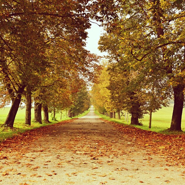 "Alley among trees in fall"