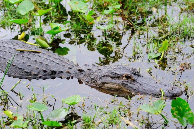 Alligator closeup in wild