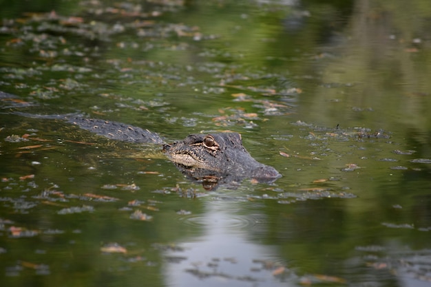Аллигатор меньшего размера движется по болоту