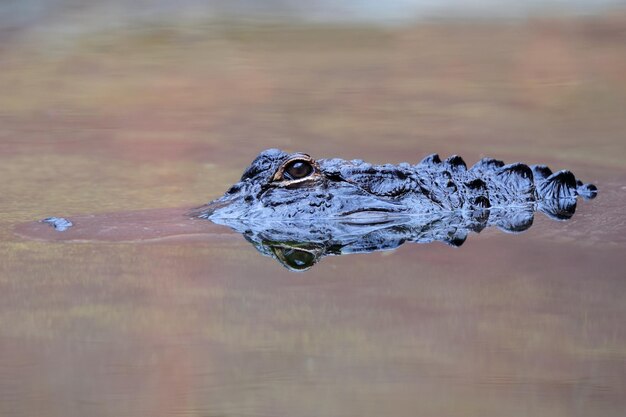 Alligator swim