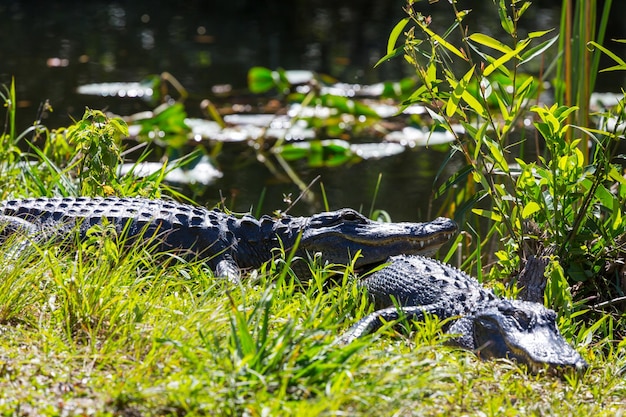 Free photo alligator