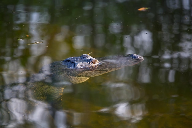 Free photo alligator