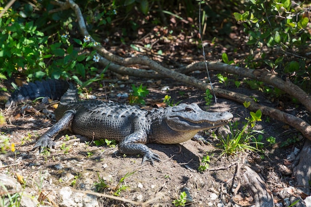 Free photo alligator