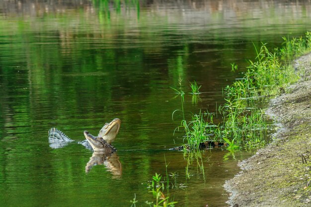 Аллигаторы бросают вызов друг другу в удерживающем пруду