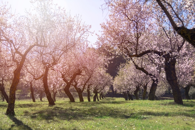 Almond Background