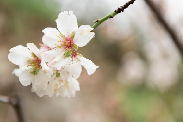 Almond blossoms with water drops
