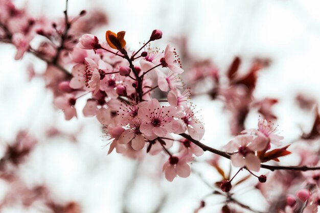 almond  branch with flowers