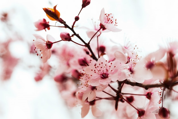 almond tree  branch