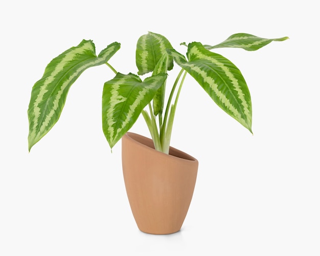 Foto gratuita alocasia polly pianta in vaso di terracotta oggetto di arredo casa