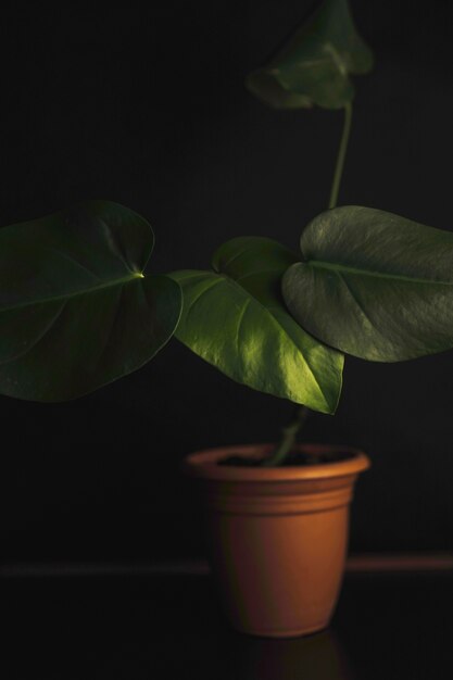 Alocasia in pot