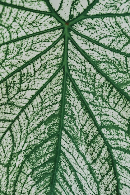 Free photo alocassia polly plant on light gray background