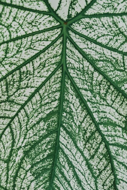 Alocassia polly plant on light gray background