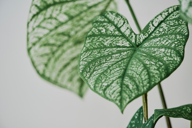 Alocassia polly plant on light gray background