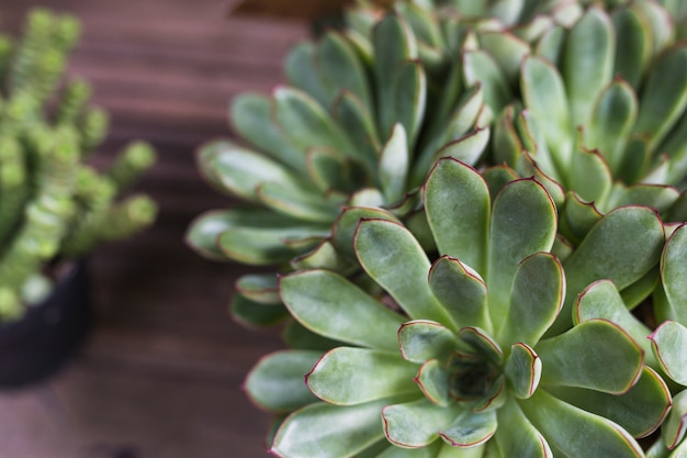 Free photo aloe cactus succulent plant