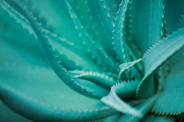 Foto gratuita primo piano della pianta dell'aloe sulla superficie verde primo piano botanico le piante verdi tropicali dell'aloe vera tollerano il caldo piantagione di aloe vera alle isole canarie aloe vera per cosmetici ingrediente